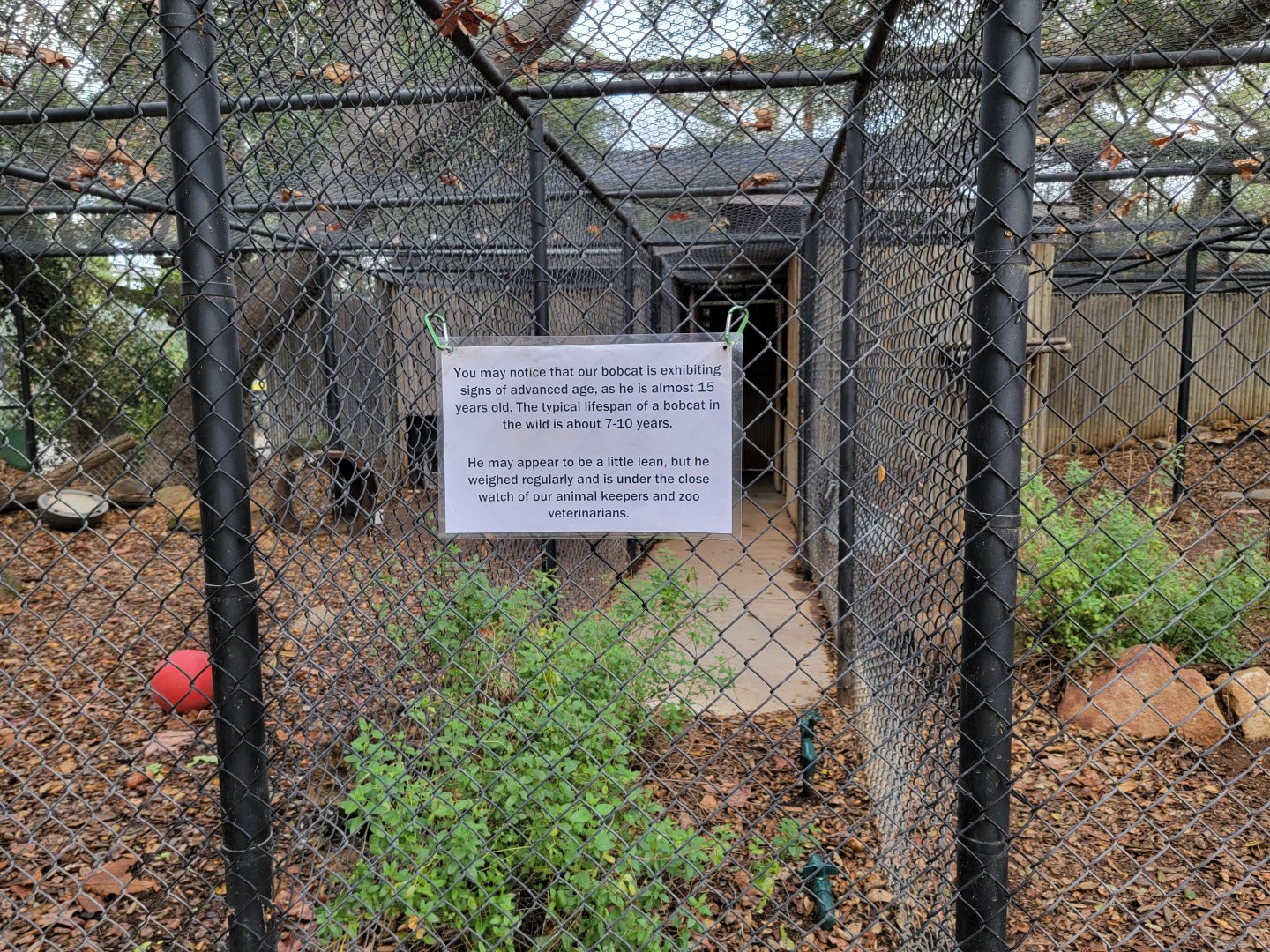 OC Zoo - Sign about old bobcat