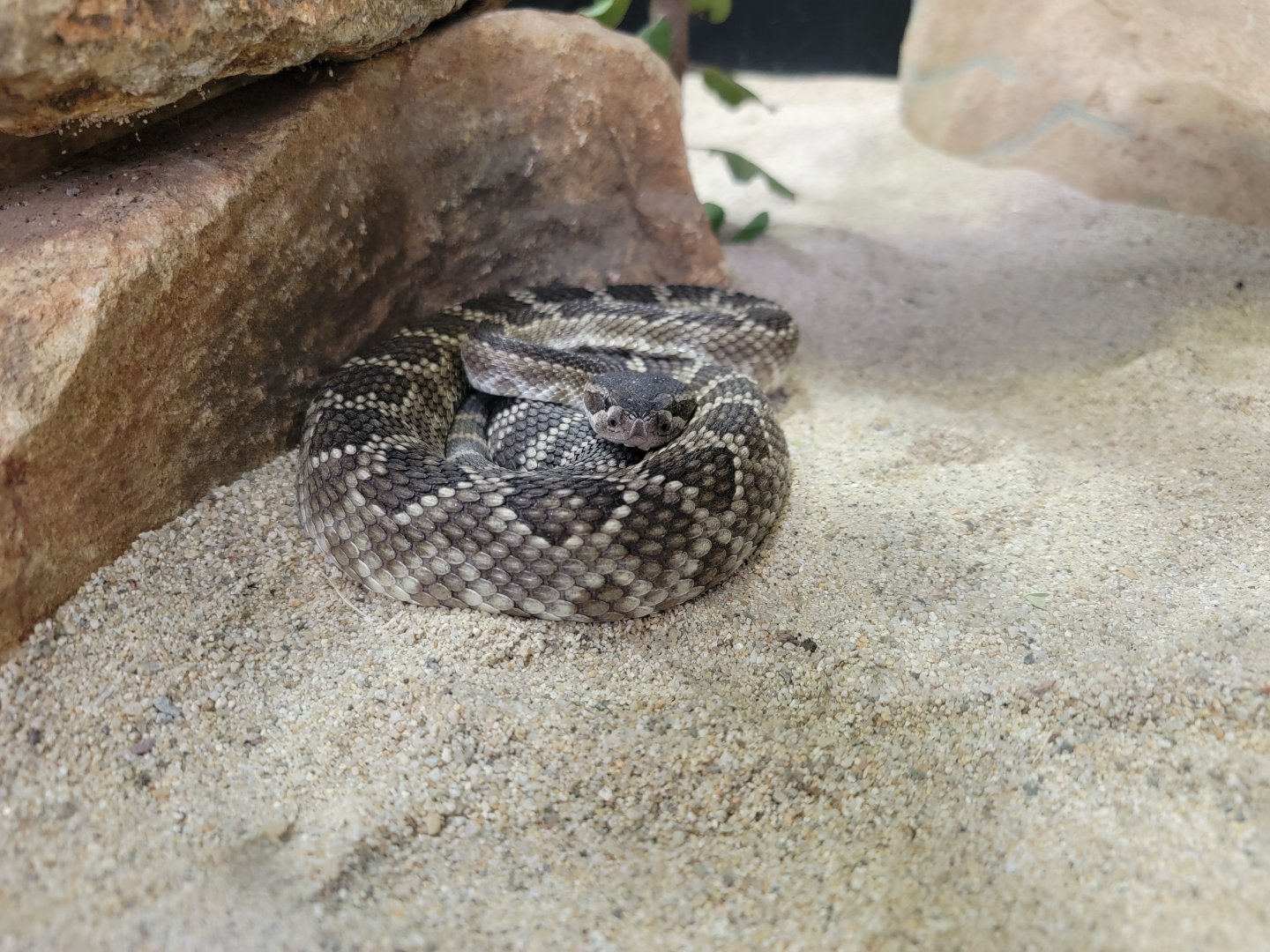 OC Zoo - Southern Pacific rattlesnake
