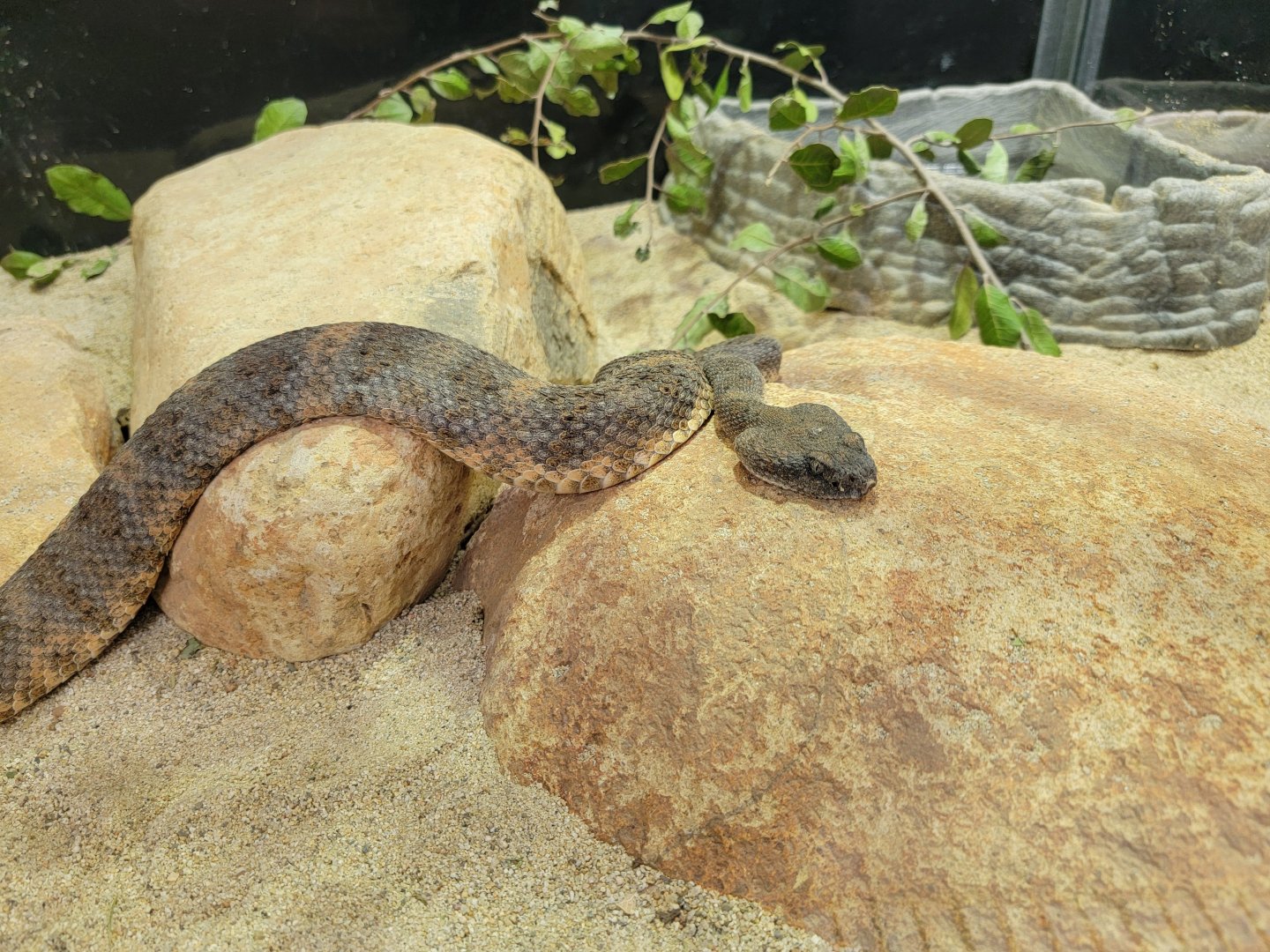 OC Zoo - Southwestern speckled rattlesnake