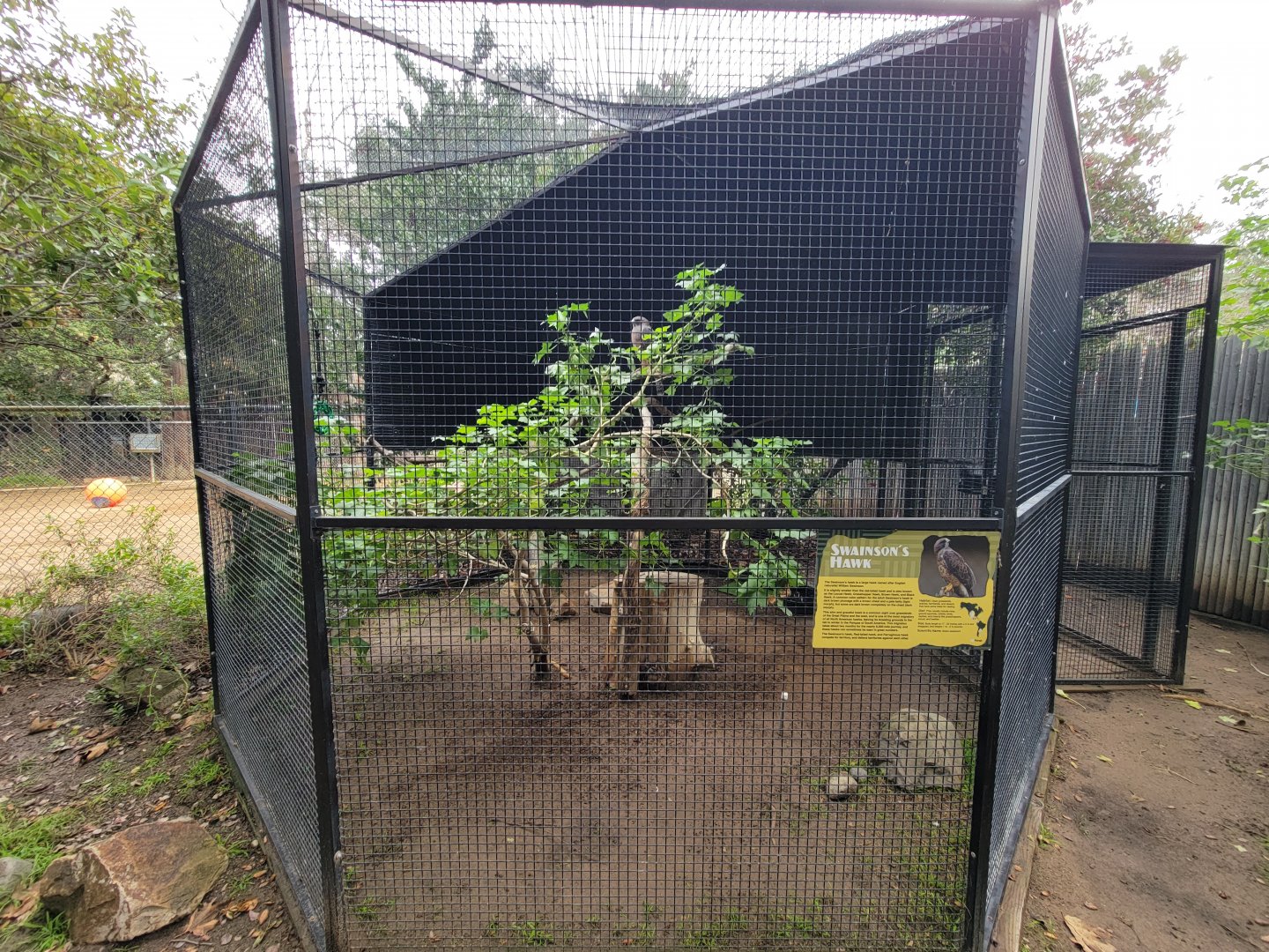 OC Zoo - Swainson's hawk