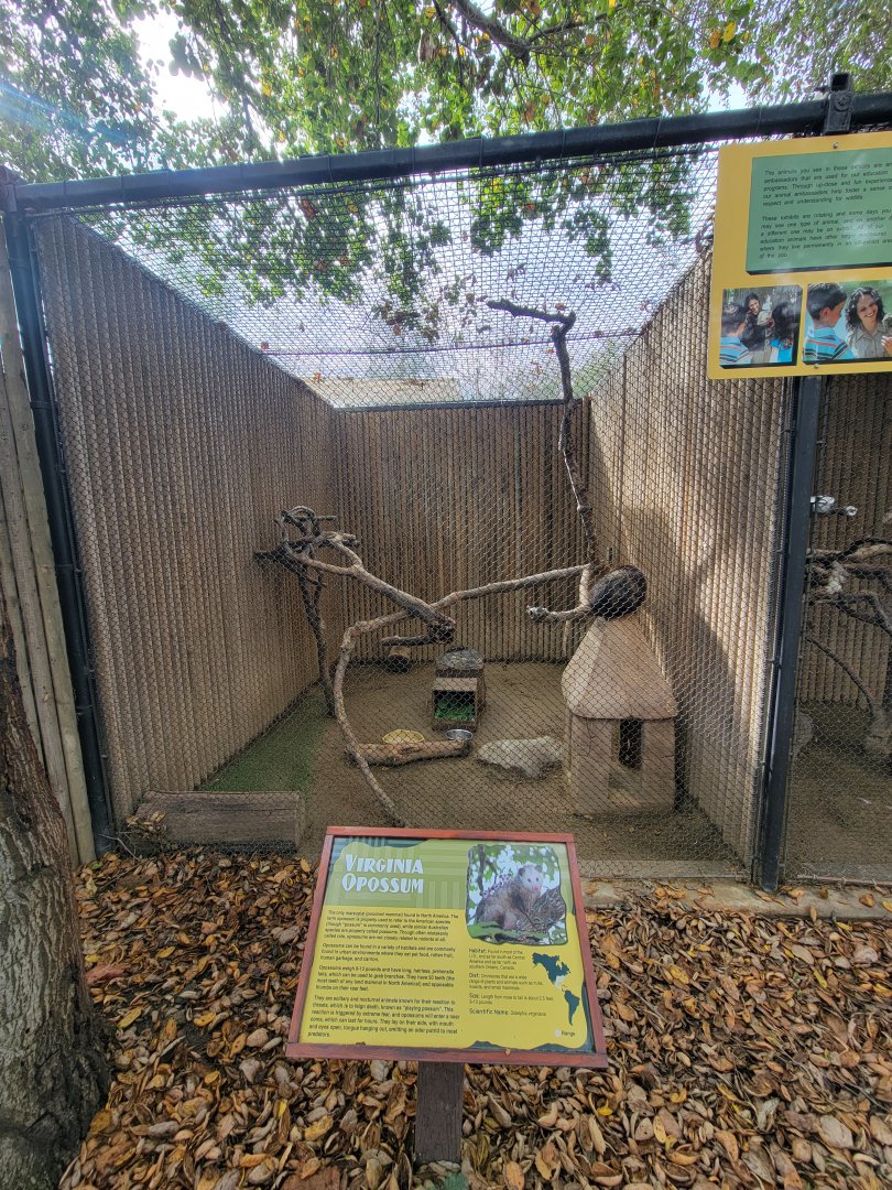 OC Zoo - Virginia opossum