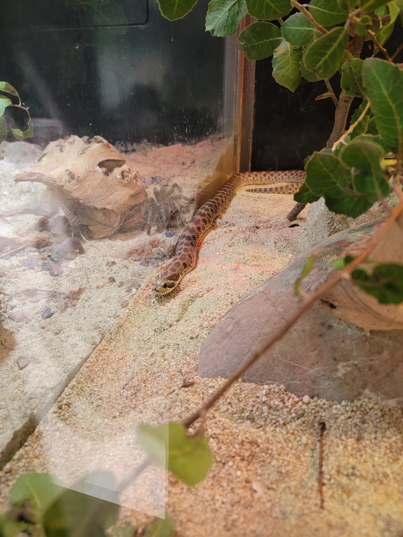 OC Zoo - Western hognose snake