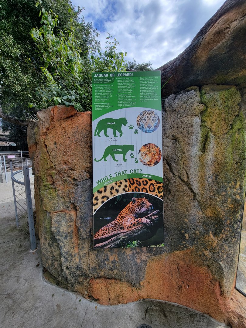 OC Zoo - Who's That Cat, jaguar or leopard?