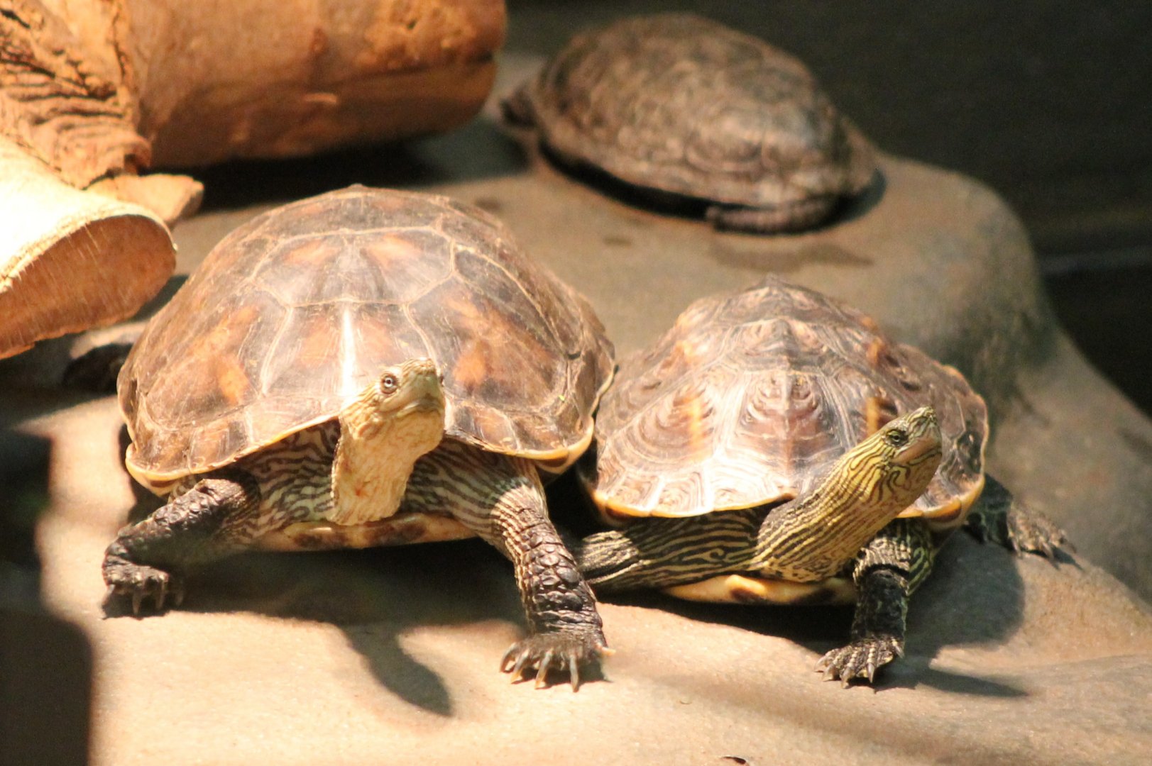 Ocadia sinensis - I think