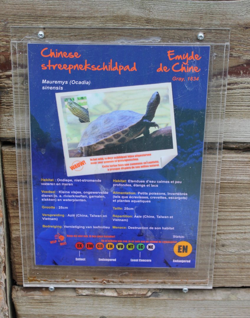 Ocadia sinensis-sign