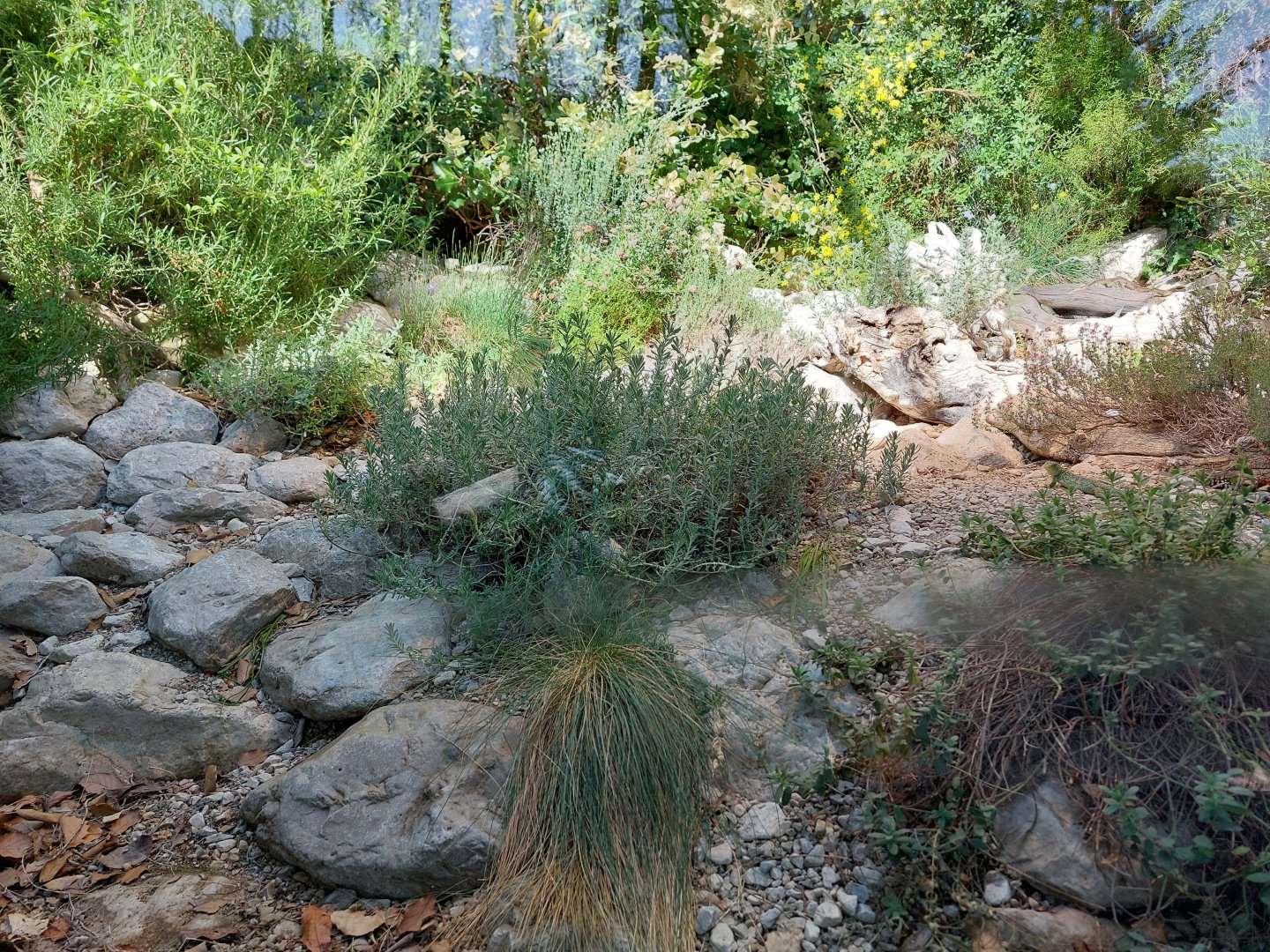 Occelated lizard terrarium