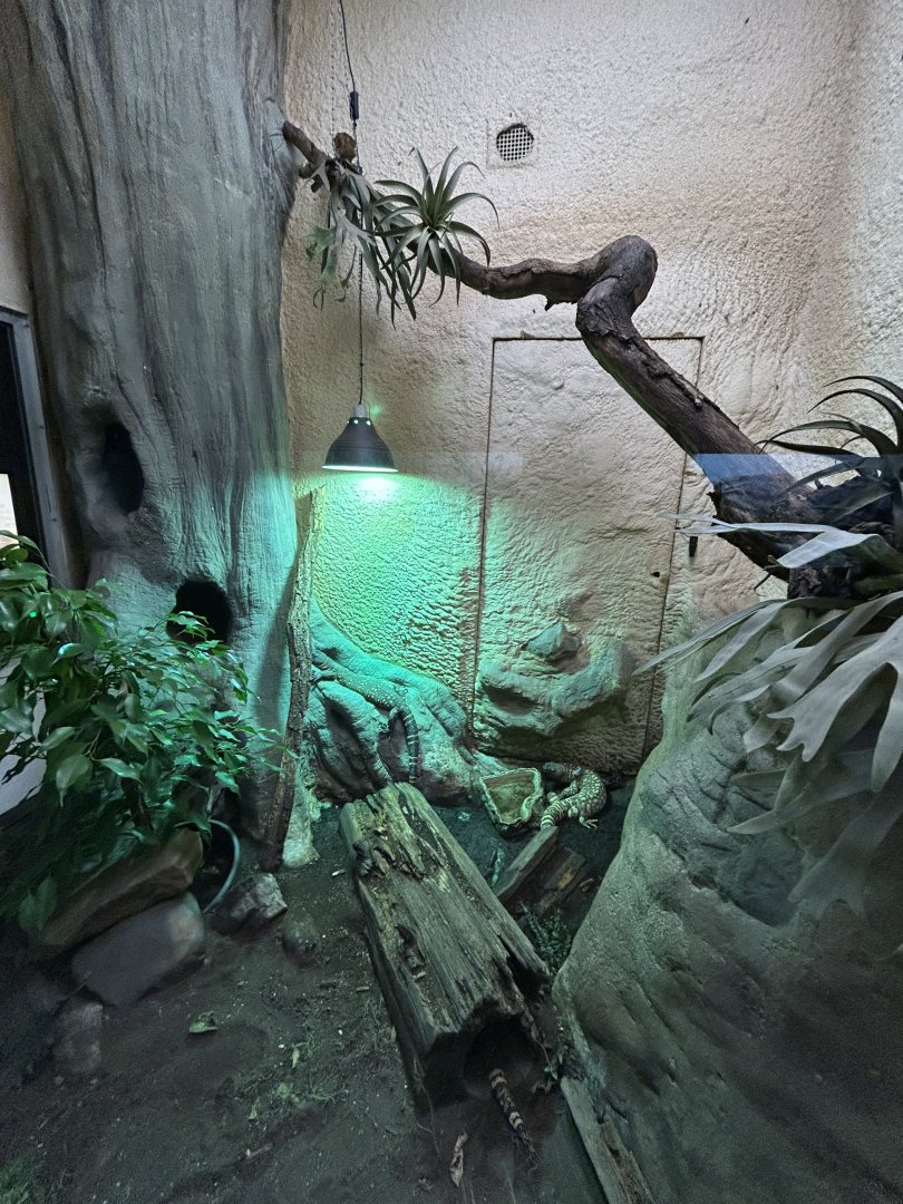 Occelated lizard terrarium