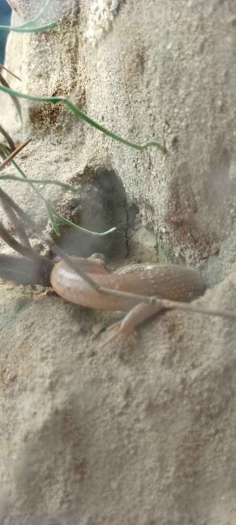 Occelated skink, CBC