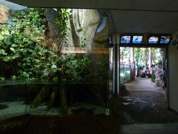 Occelated stingray enclosure