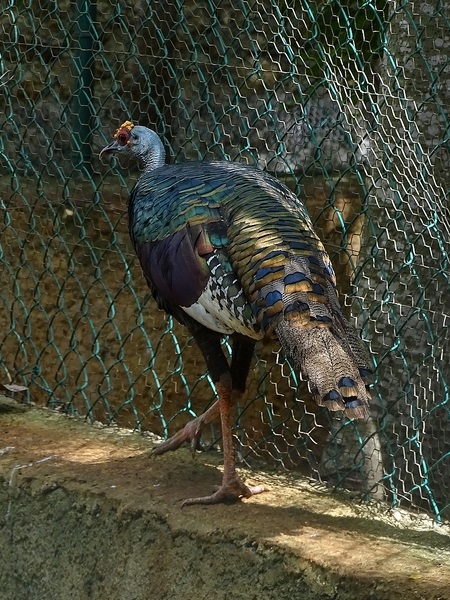 Occelated turkey (Meleagris ocellata)