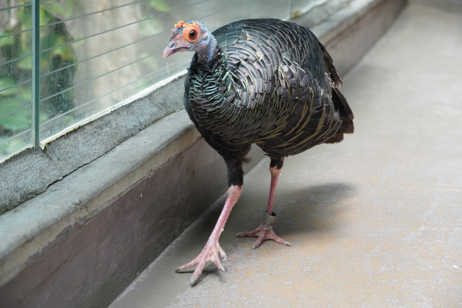 Occelated Turkey