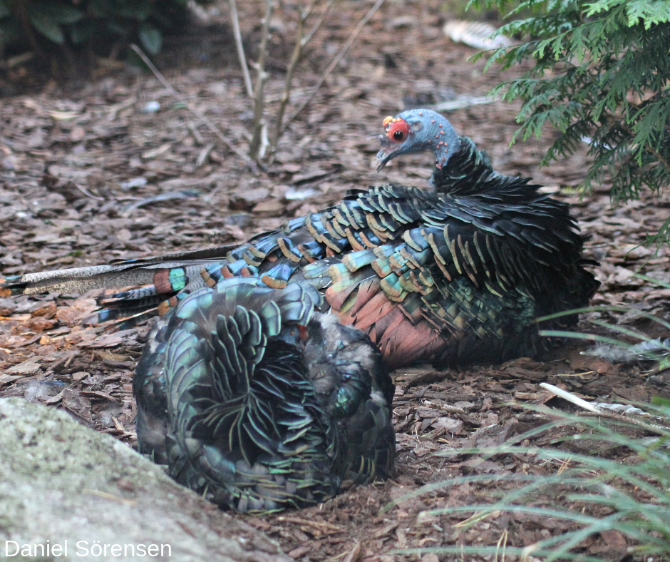 Occelated turkeys