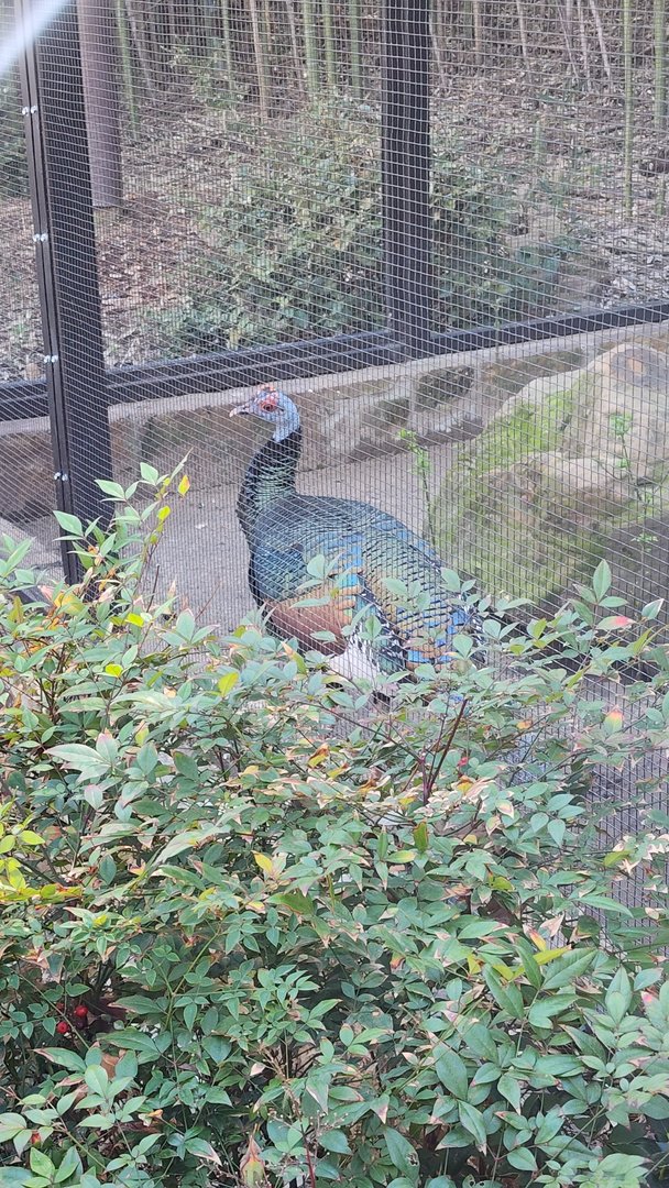 Occelatted Turkey