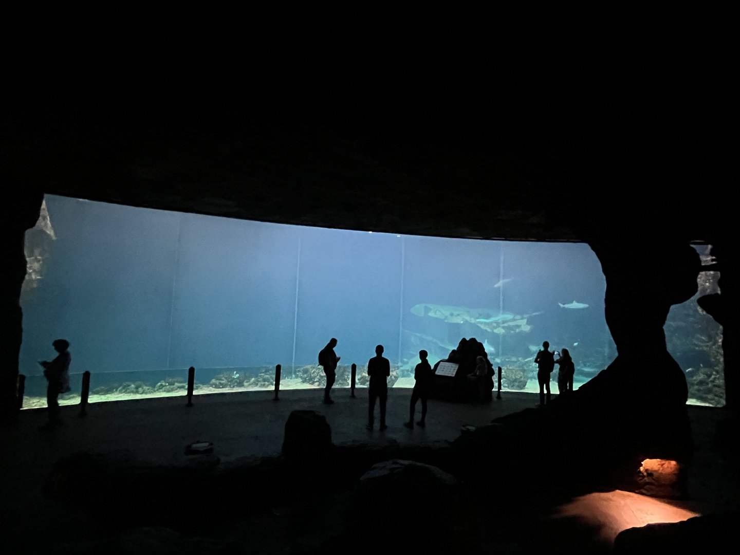 Ocean 6.7.23- main tank