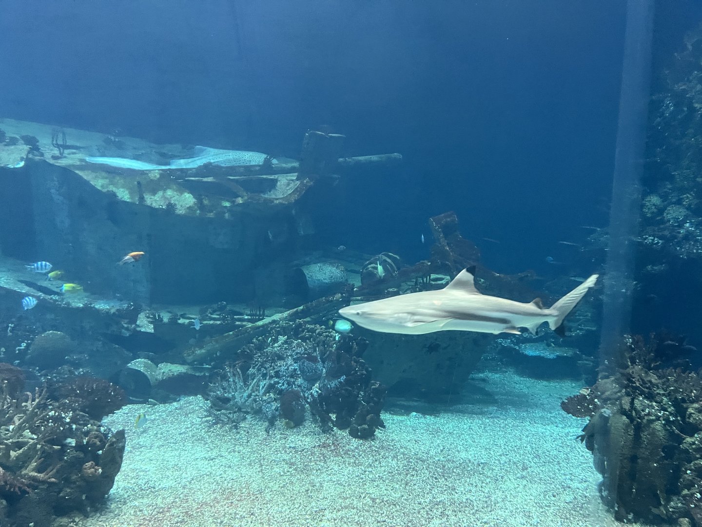 Ocean 6.7.23- What type of Shark is this?