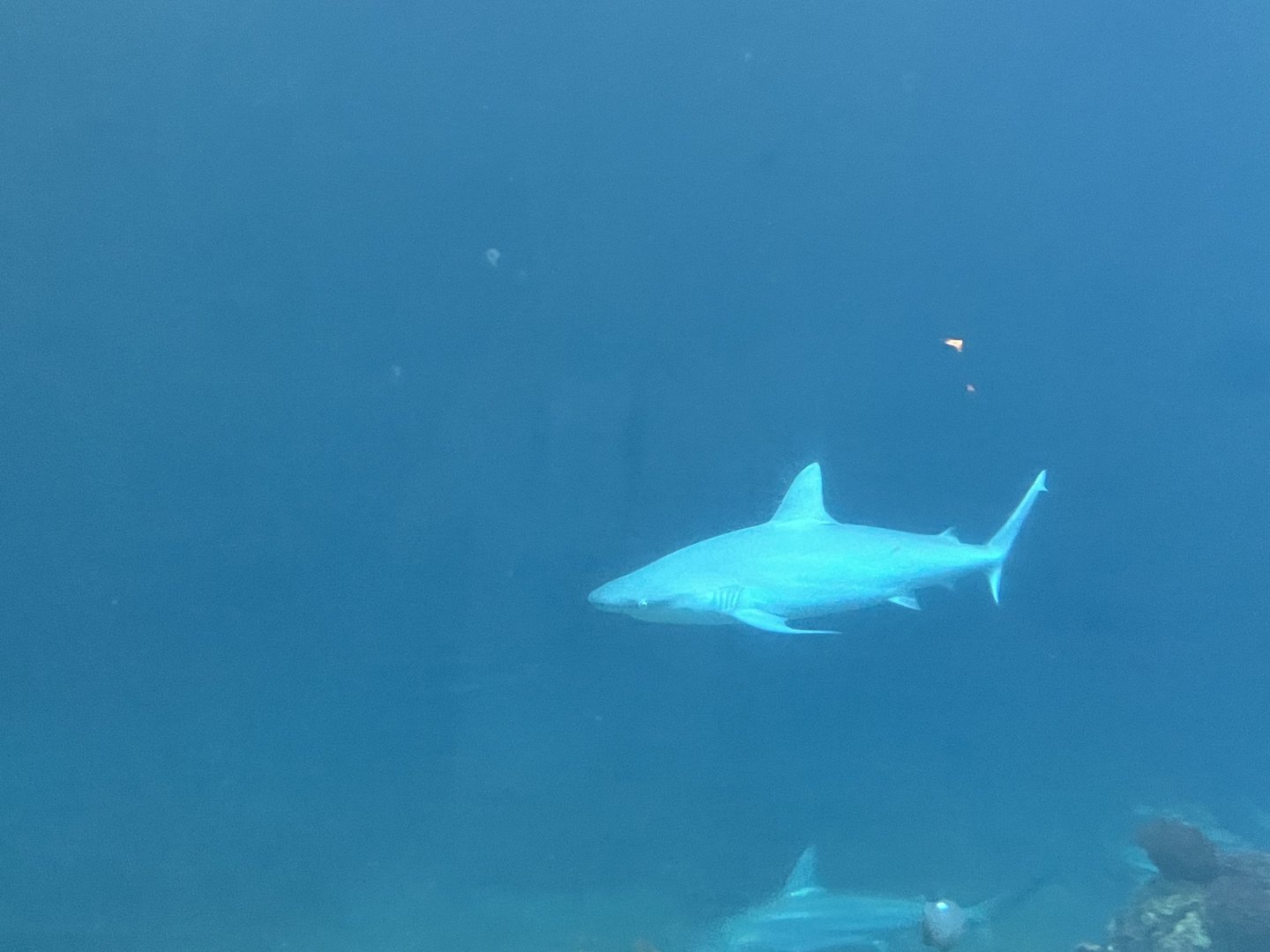 Ocean 6.7.23- what type of Shark is this?