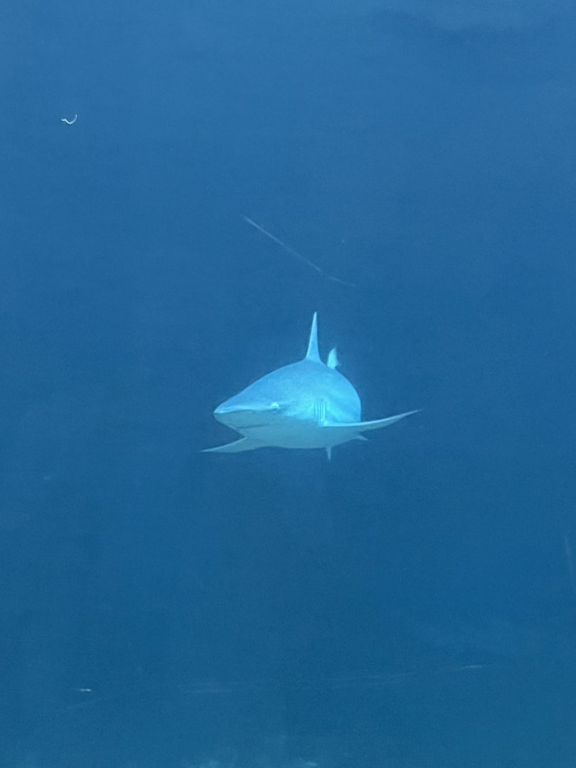 Ocean 6.7.23- what type of shark is this?