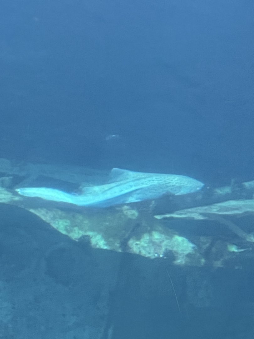 Ocean 6.7.23- Zebra shark