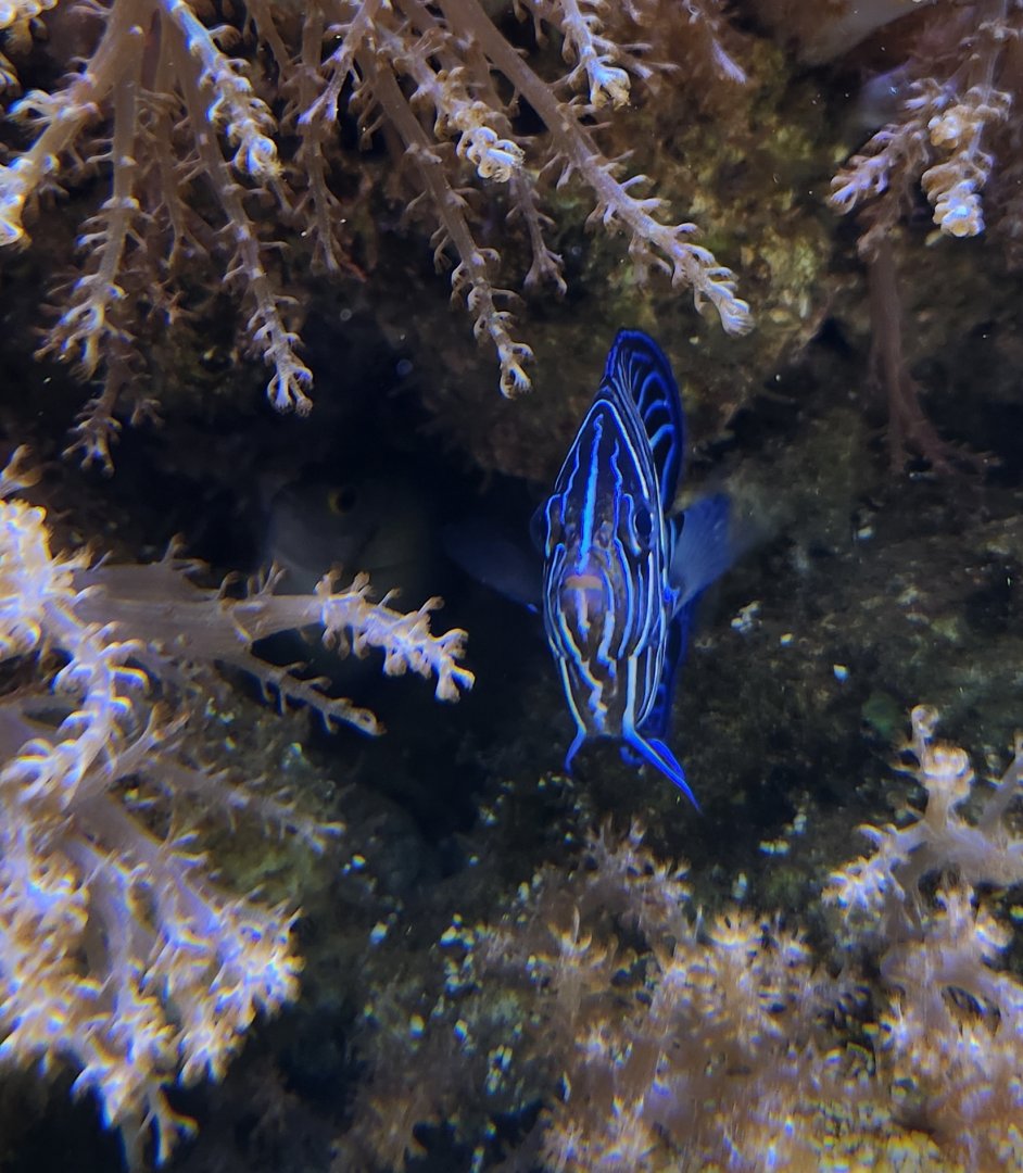 Ocean Adventures (IMMS) - Angelfish