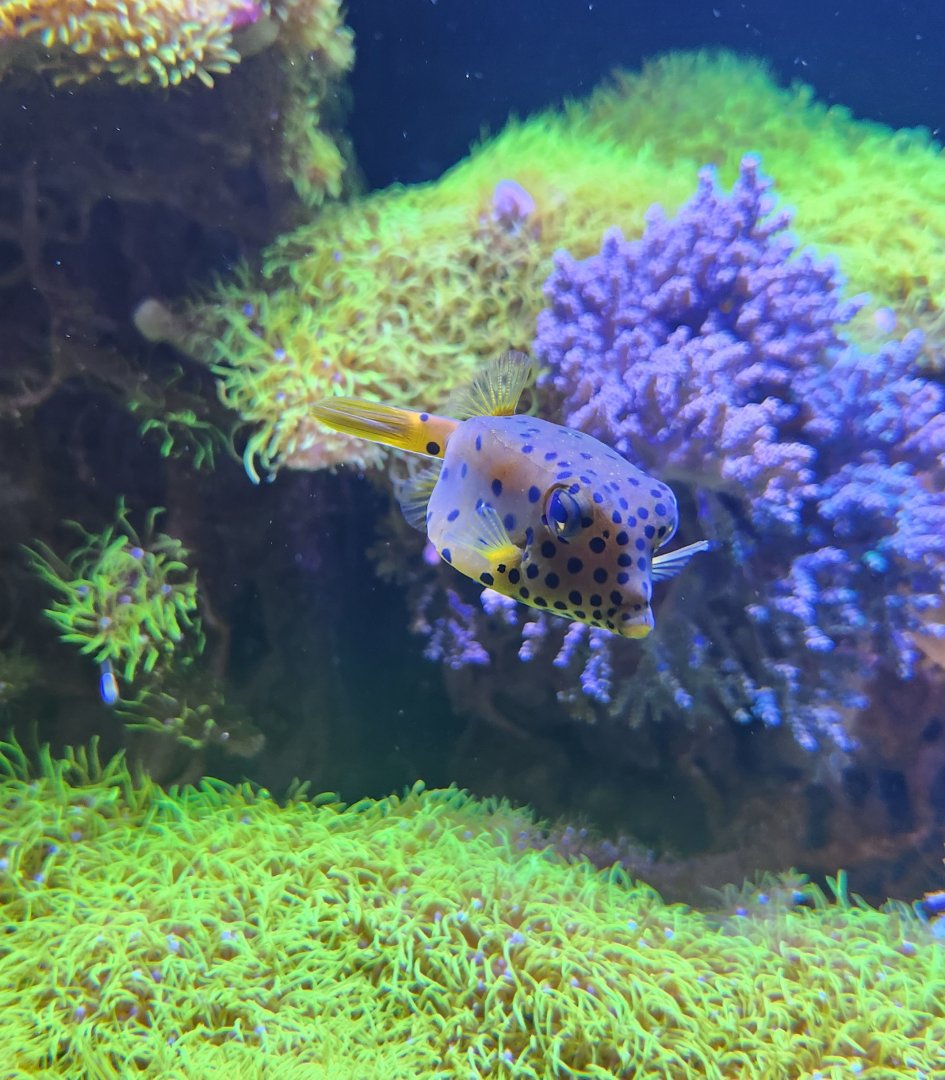 Ocean Adventures (IMMS) - Boxfish