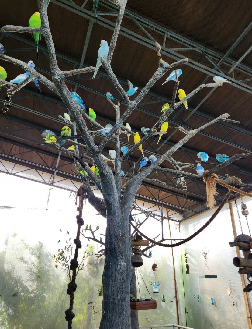 Ocean Adventures (IMMS) - Budgies