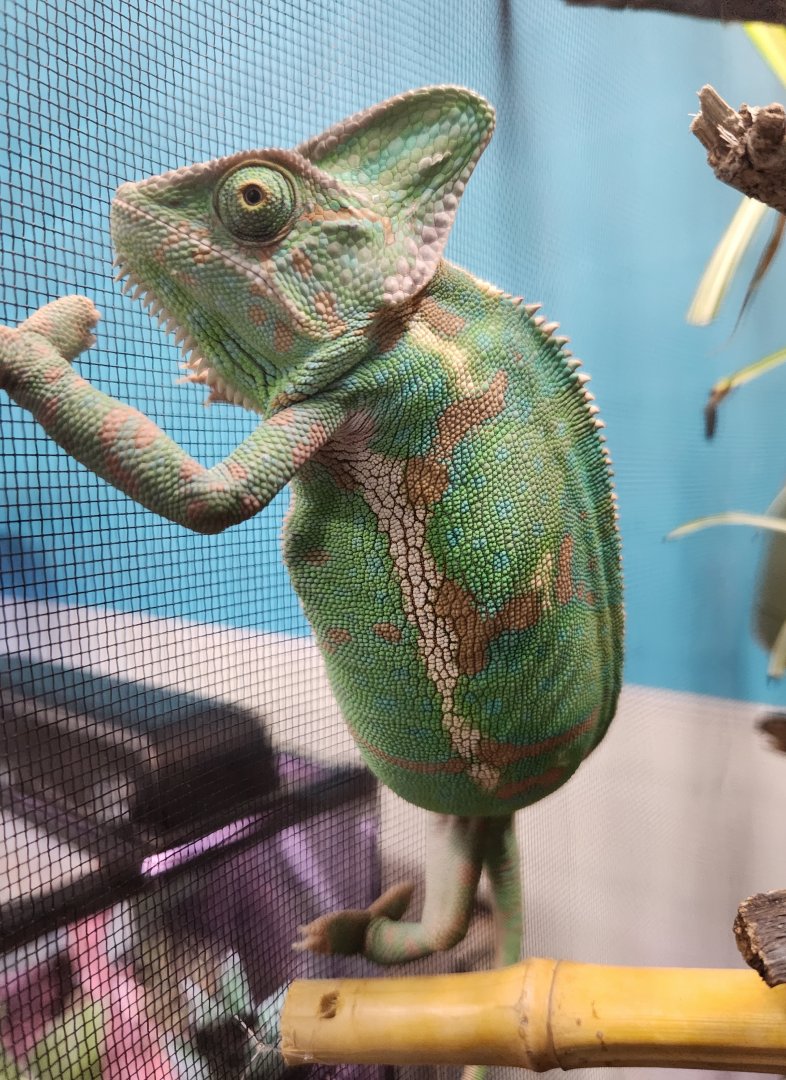 Ocean Adventures (IMMS) - Chamaeleo calyptratus