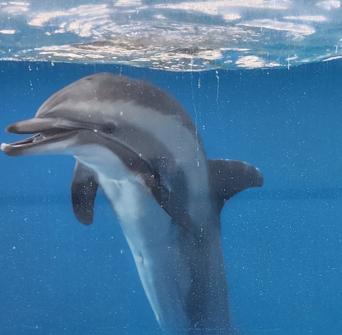 Ocean Adventures (IMMS) - CJ the hybrid dolphin