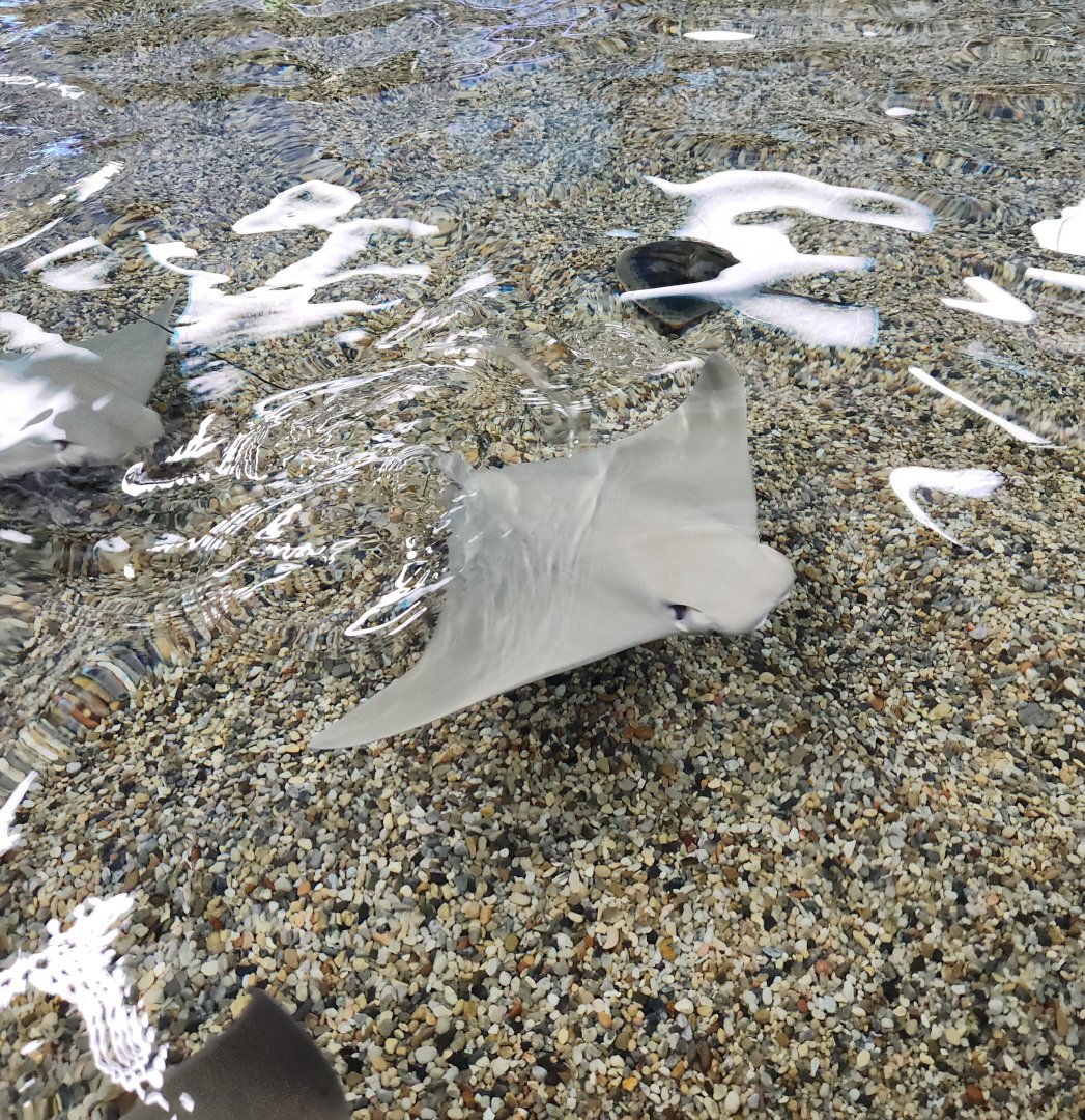 Ocean Adventures (IMMS) - Cownose rays in touch tank