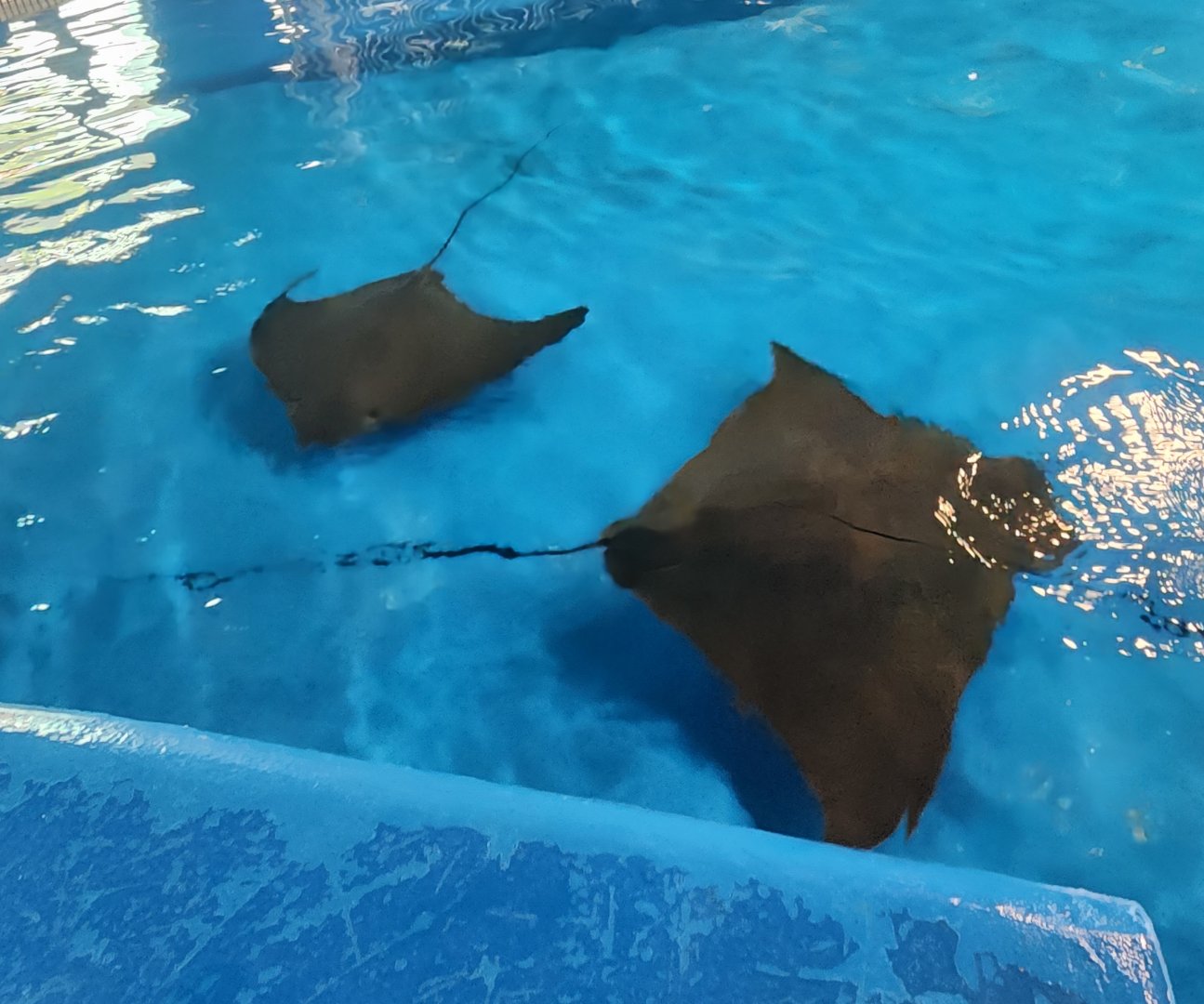 Ocean Adventures (IMMS) - Cownose rays