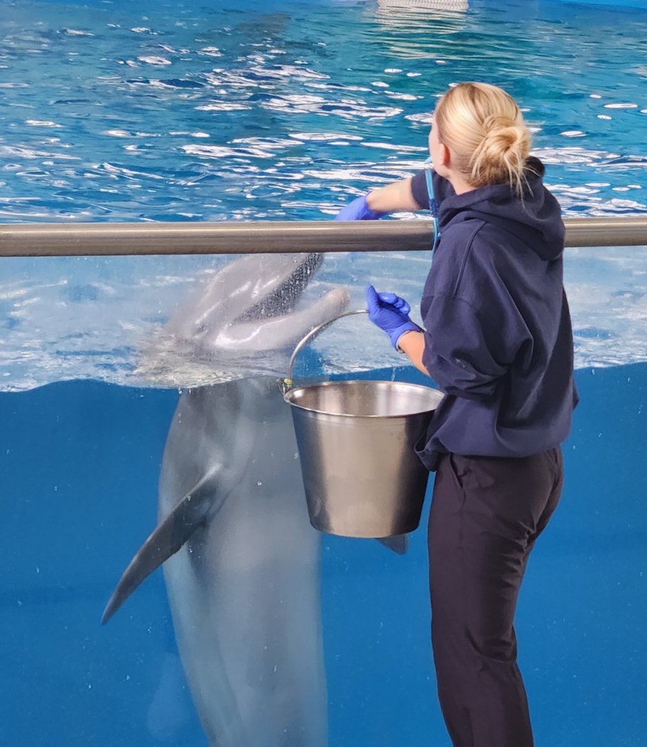 Ocean Adventures (IMMS) - Dolphin feeding