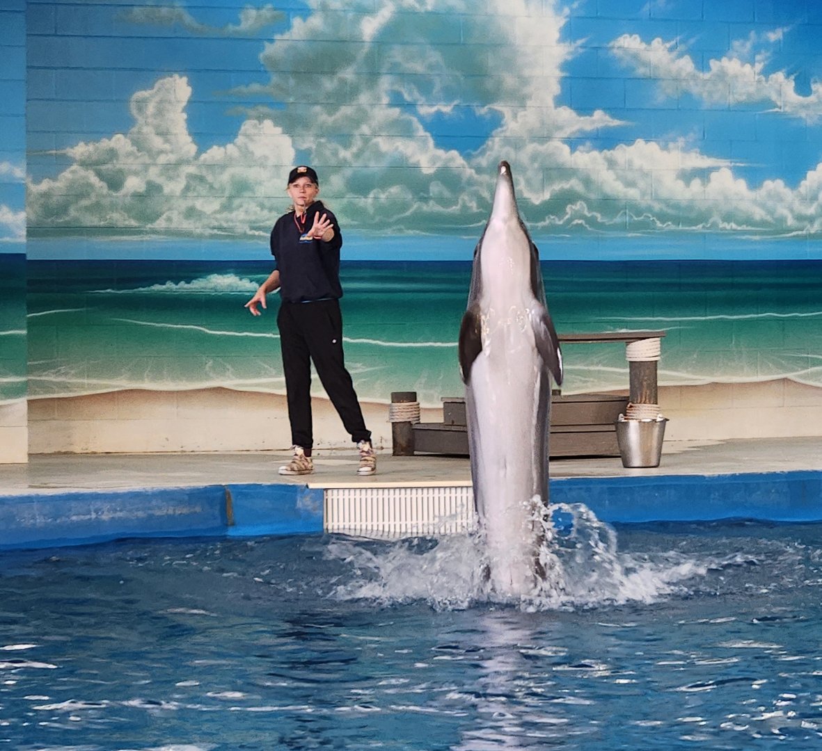 Ocean Adventures (IMMS) - Dolphin performing