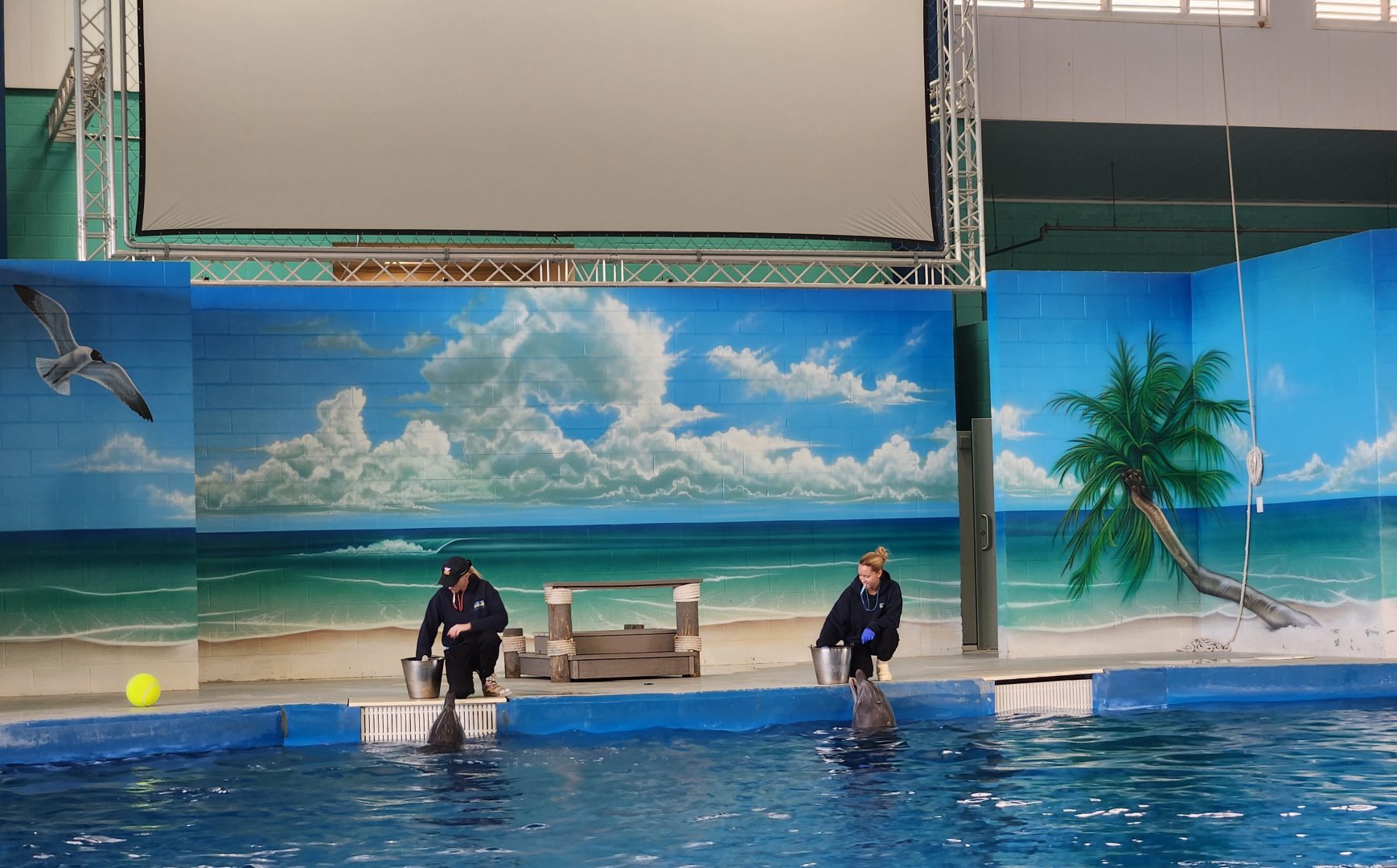 Ocean Adventures (IMMS) - Dolphin show