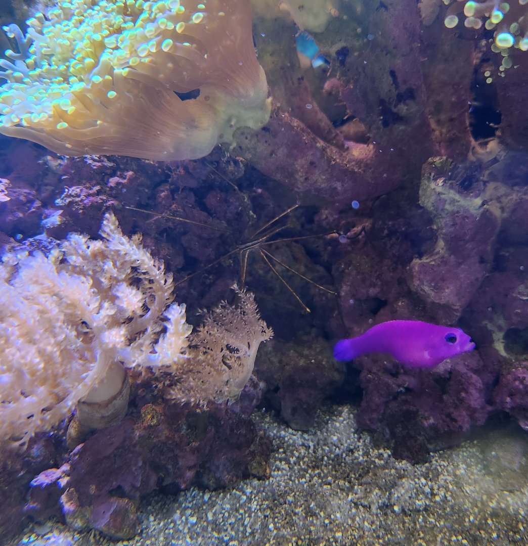 Ocean Adventures (IMMS) - Dottyback