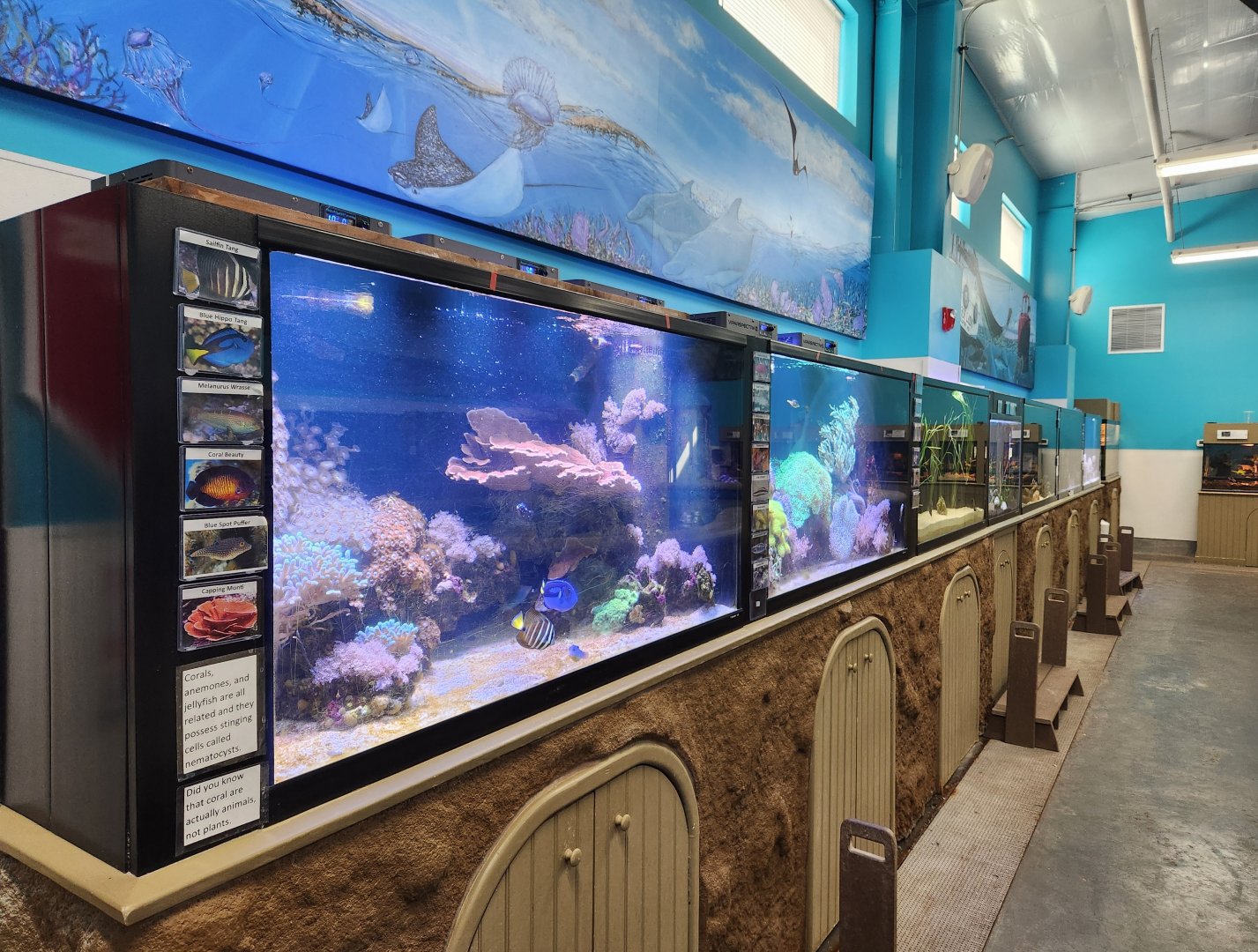 Ocean Adventures (IMMS) - Fish tanks