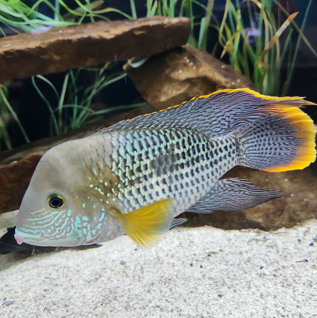 Ocean Adventures (IMMS) - Freshwater fish