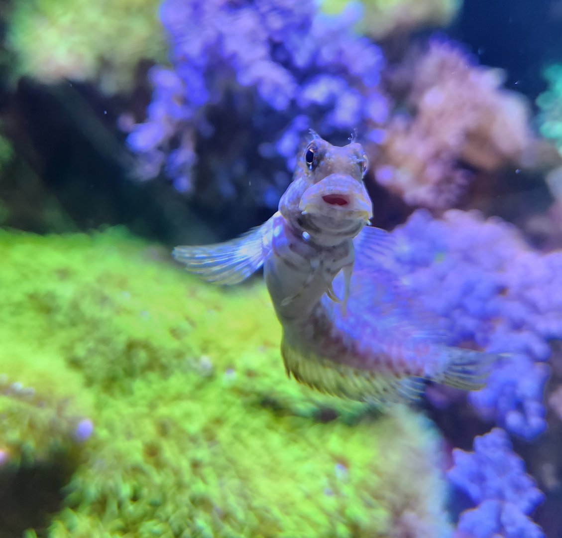 Ocean Adventures (IMMS) - Goby