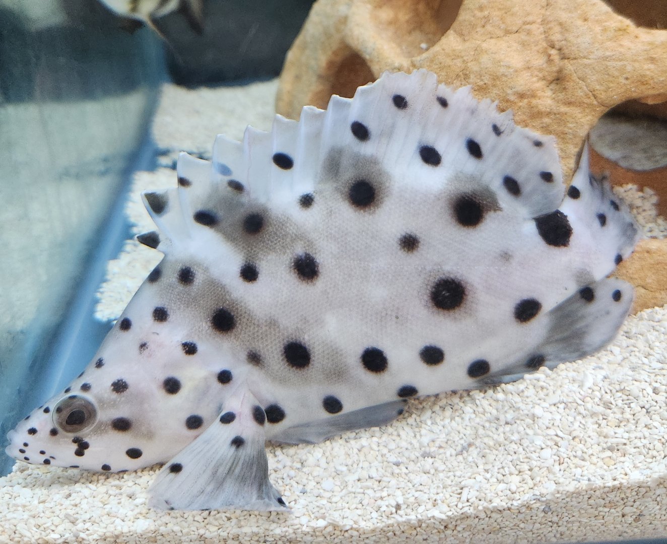 Ocean Adventures (IMMS) - Grouper