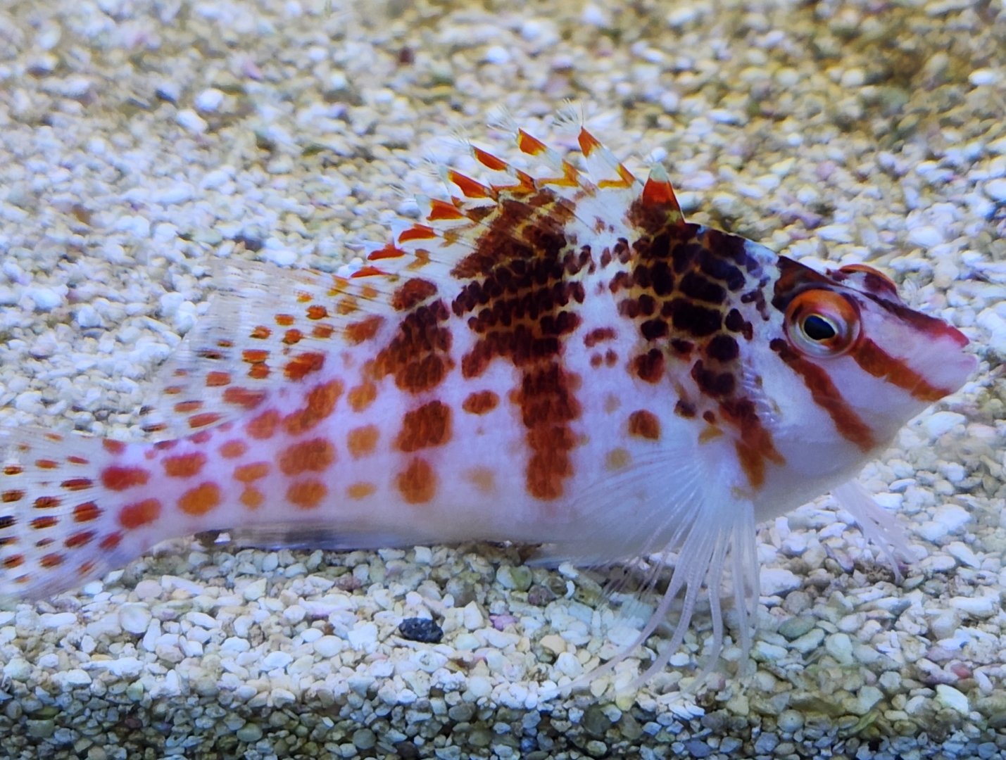 Ocean Adventures (IMMS) - Hawkfish