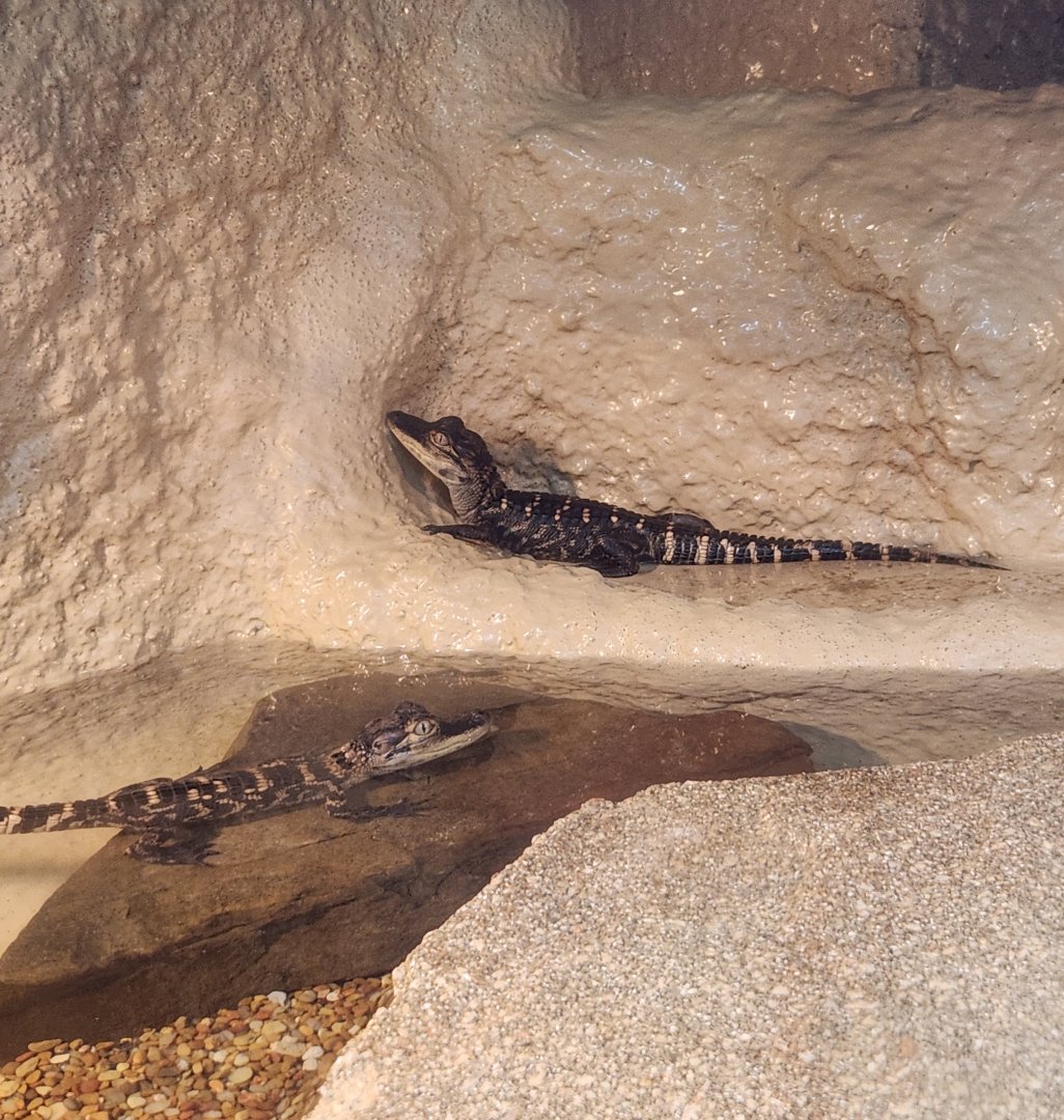 Ocean Adventures (IMMS) - Juvenile alligators