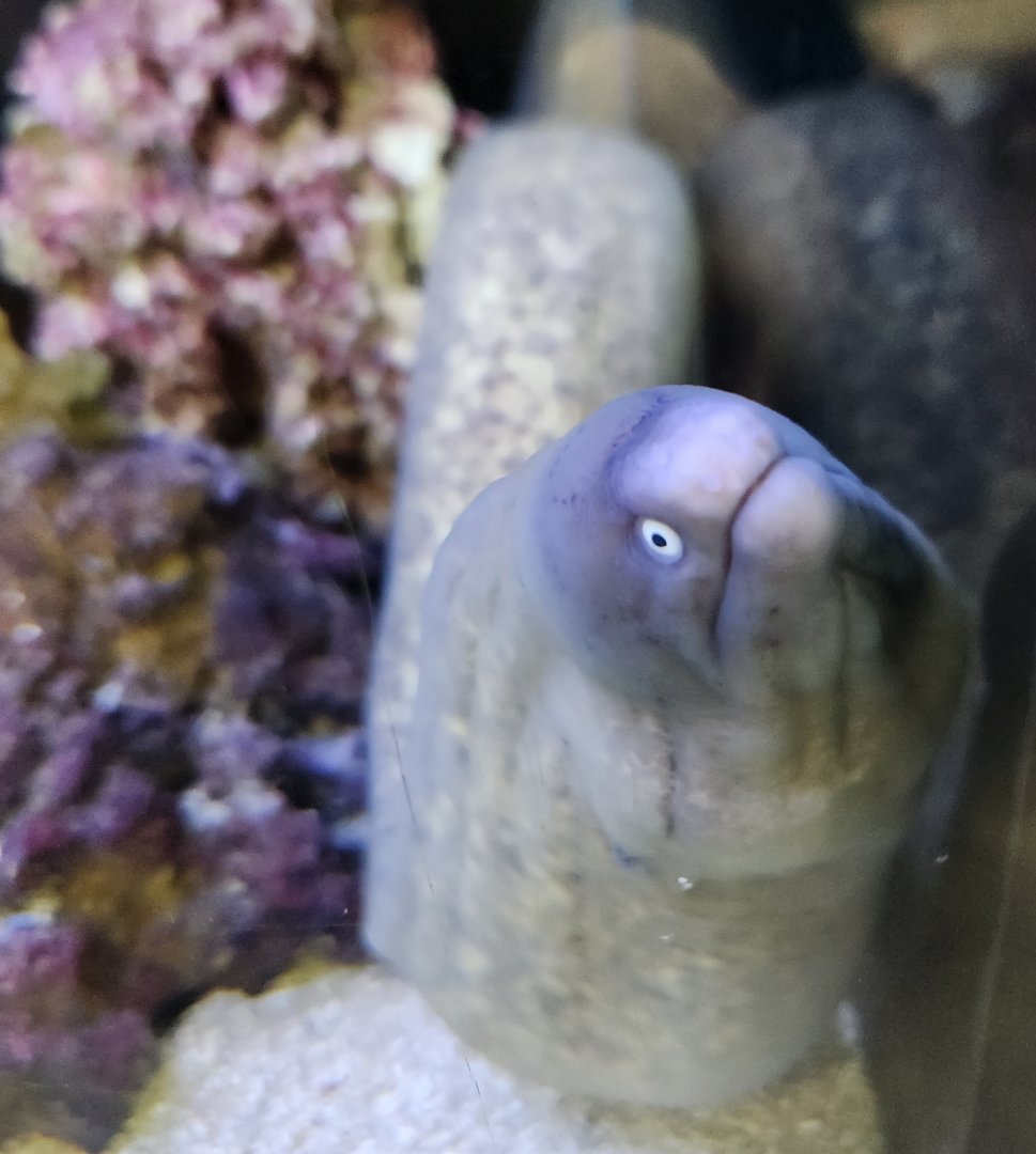 Ocean Adventures (IMMS) - Moray