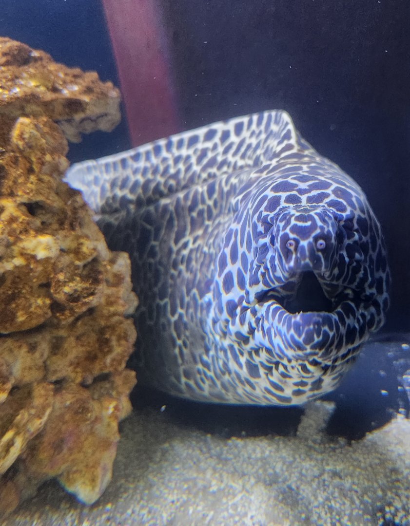 Ocean Adventures (IMMS) - Moray