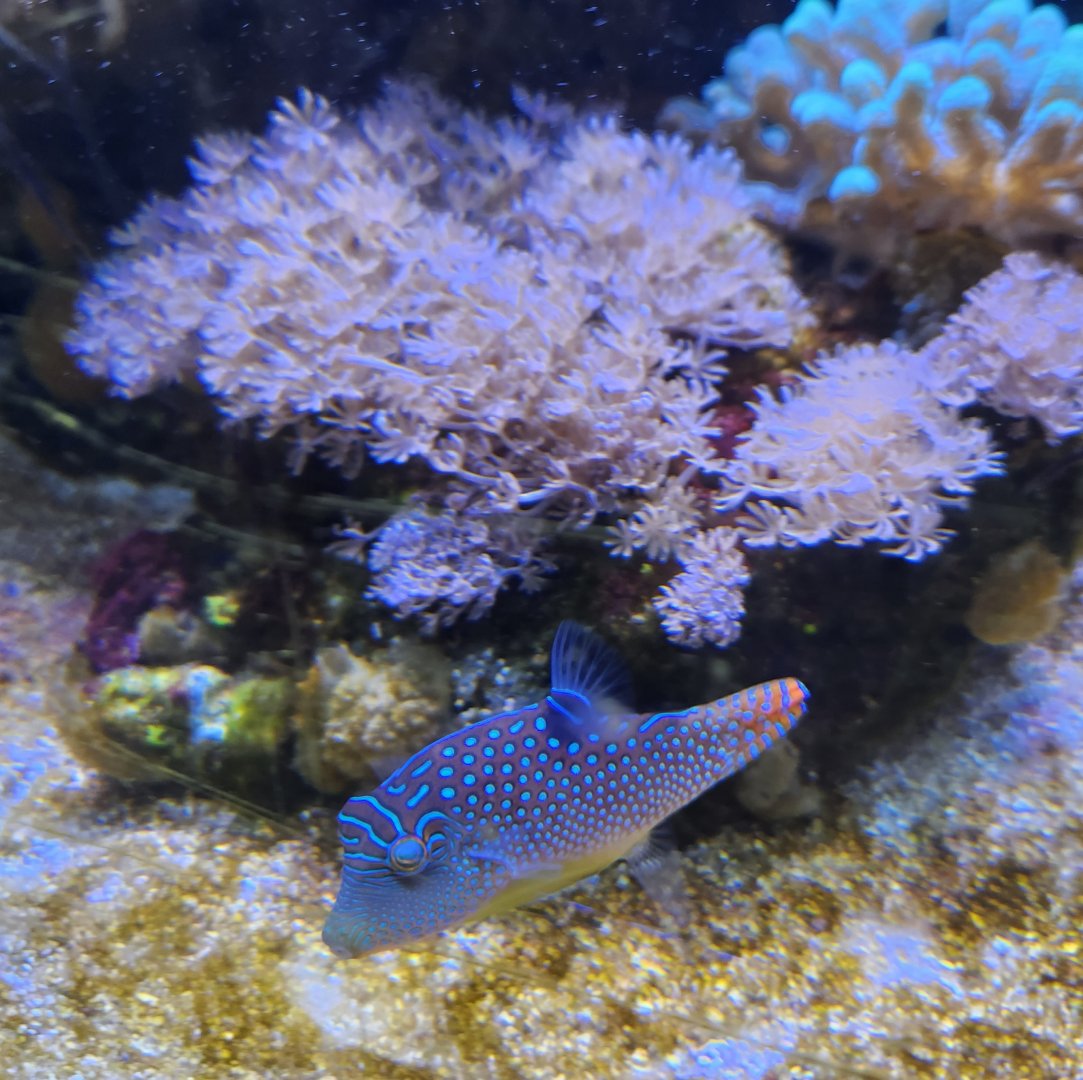 Ocean Adventures (IMMS) - Puffer