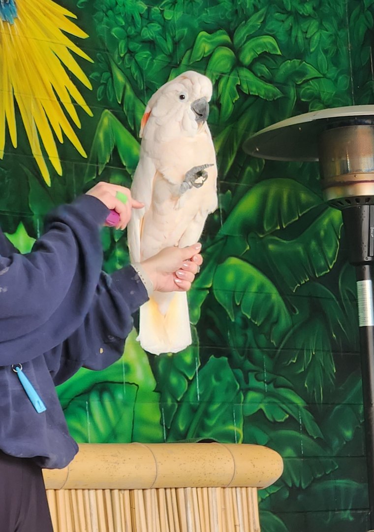 Ocean Adventures (IMMS) - Salmon-crested Cockatoo