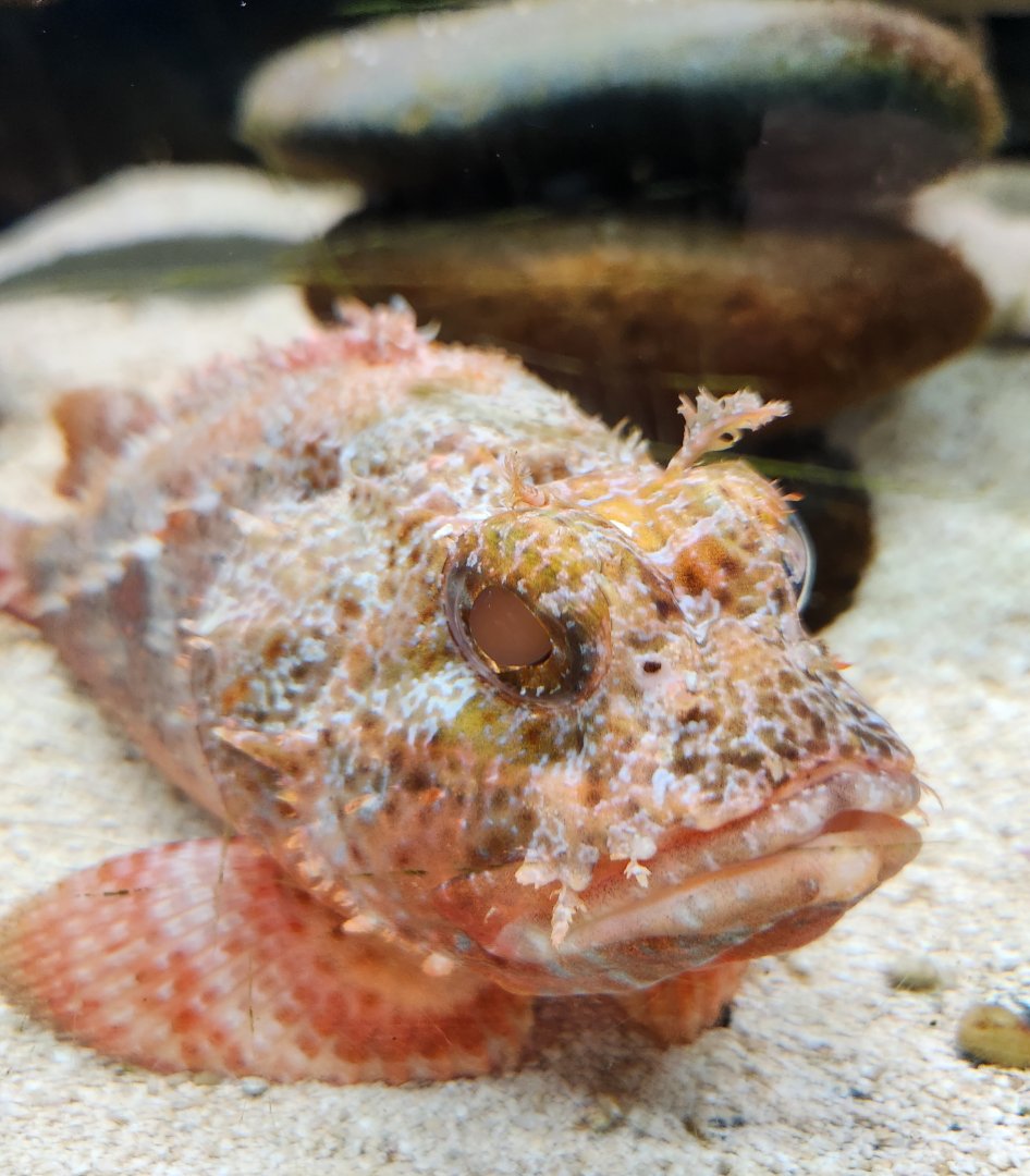 Ocean Adventures (IMMS) - Scorpionfish