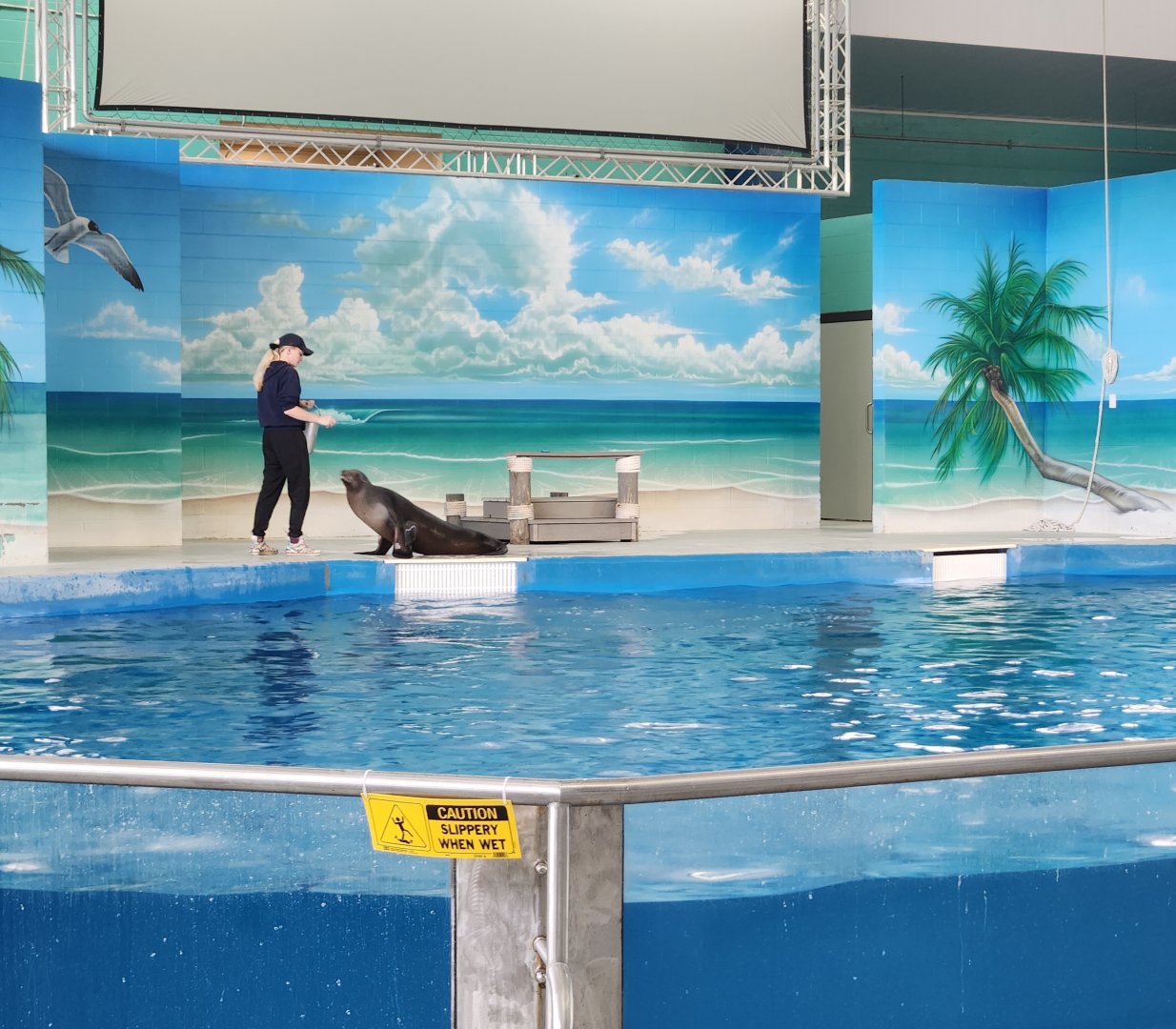 Ocean Adventures (IMMS) - Sea lion training