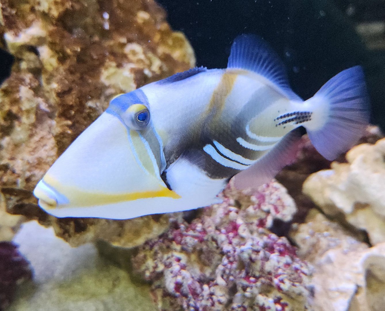 Ocean Adventures (IMMS) - Triggerfish