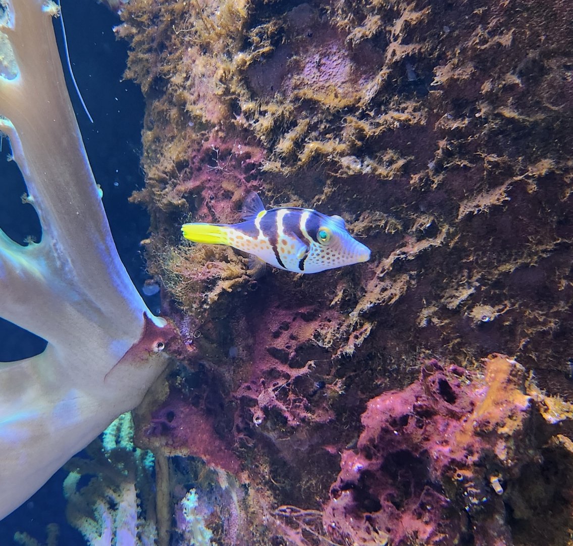 Ocean Adventures (IMMS) - Valentini Puffer