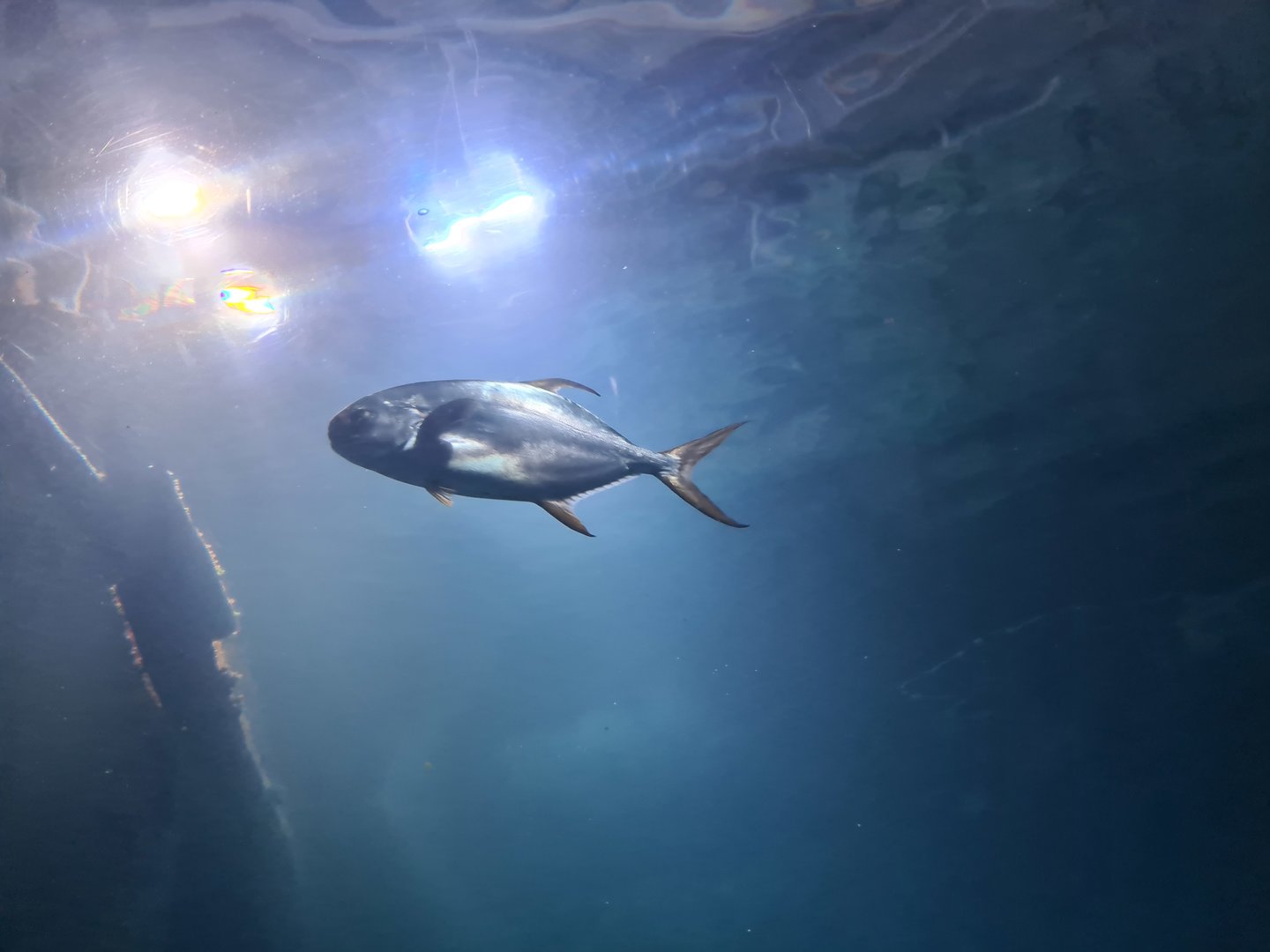 Ocean - (African?) Pompano