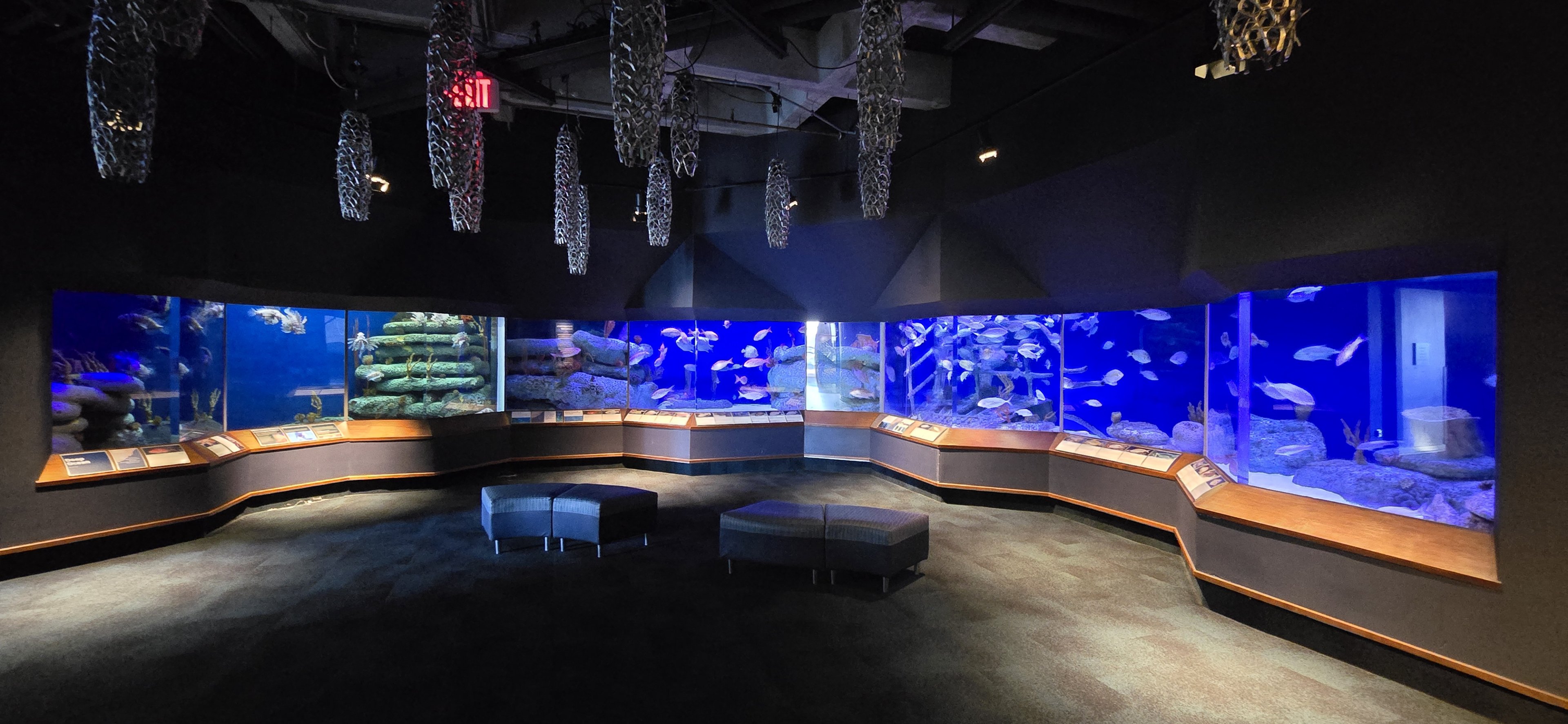 Ocean - Atlantic reefs