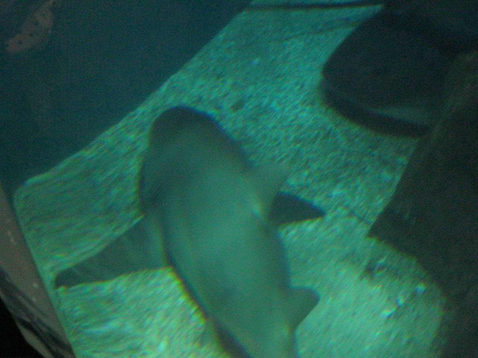 Ocean Beyond the Sound- Lemon Shark